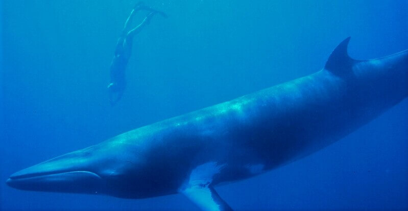 ケアンズ、ミンククジラツアー