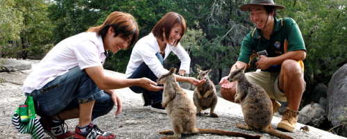 ケアンズ、動物探検ツアー