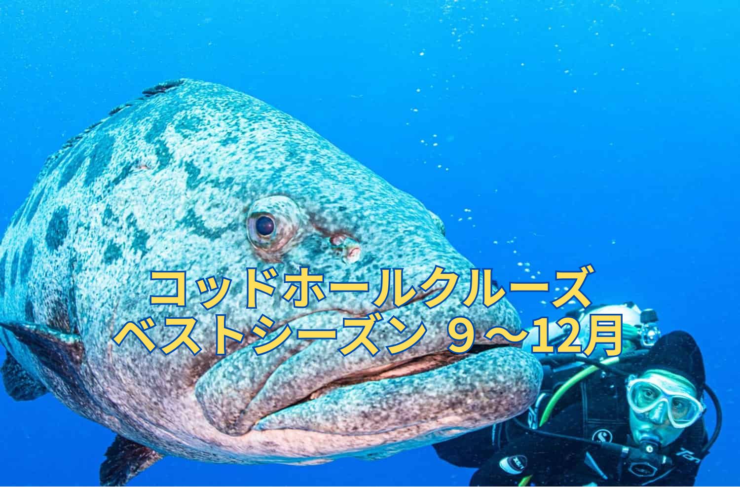 コッドホールクルーズ、ベストシーズン